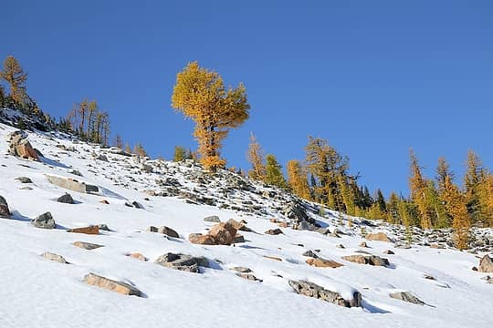 A giant larch blossom on the snow