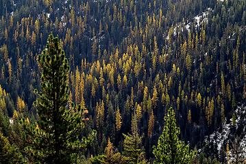 Larches on the opposite side of Jack Creek