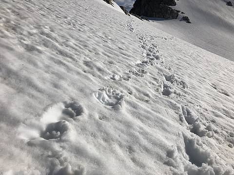 Footprints of local resident on South Cascade Glacier