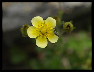 Flower & Bug