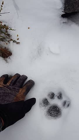 Mountain lion tracks (?)