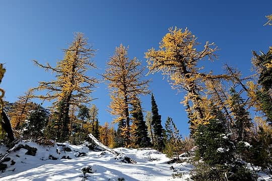 Lots of big larches
