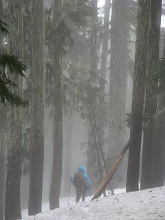 Descending foggy woods