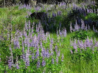 More lupine