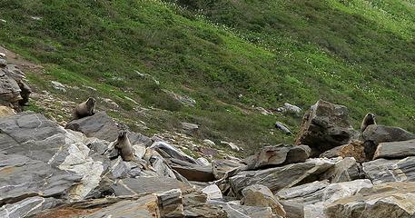 Three Marmots in the Rocks