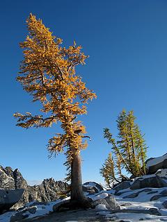 Curved Larch