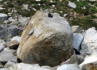 Marmot on his personal boulder