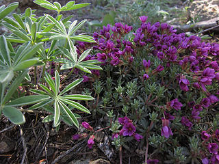 Lupine leaves and snow douglasia