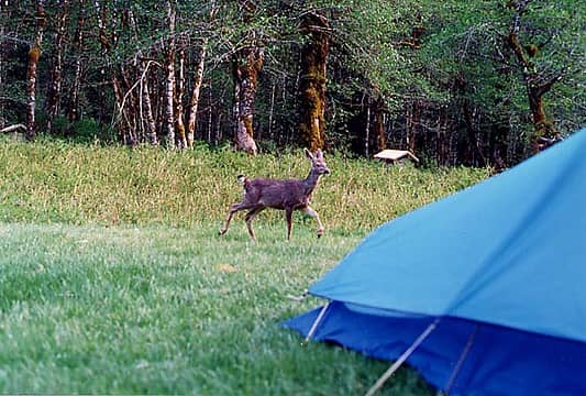 Deer Big
