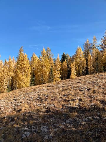 Larches on the trail.