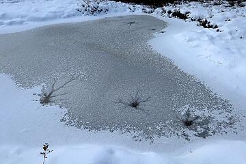 Ice forming dendrite patterns on the tarns, what will they think about all winter long under the snow?