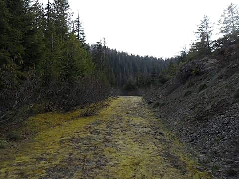 last clear gravel patch of the road before diving into more "mature" (read as "frustrating") slide alder patch before the site.
