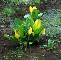 Skunk Cabbage along the way