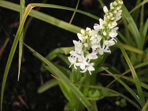 White Rein Orchid
