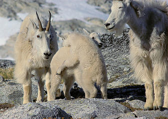 Mountain goats at play, The Enchantments, Washington. Nikon D50, Nikkor 200mm f4 Ai
