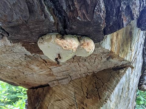 Mushroom under log cut
