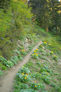 Balsamroot lined trail
