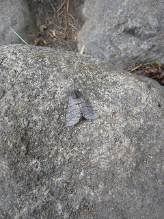 Camoflaged Moth