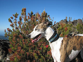 Rowena is one hot whippet!