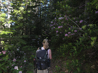 Tish and rhodies on Tubal Cain trail