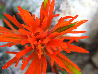 orange-spike-flower