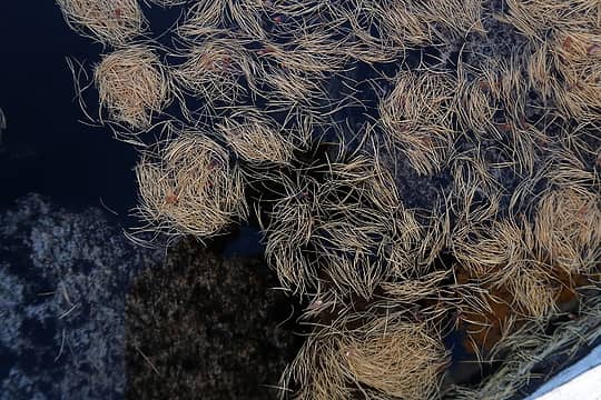 Larch needles in water.  What makes them collect in these circular patterns?