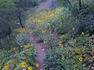 Driveway Butte: Flower serenade