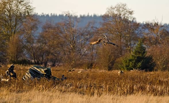 Northern harrier trying to steal a vole from the owl ...