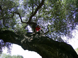 BC in big oak tree