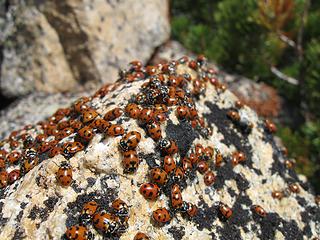 They were clustered everywhere on a small section of the rocks at the very top of Obstruction Peak
