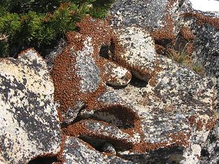 You can usually always find a "convention" of ladybugs on many of the peaks around the Methow Valley in the spring and early summer. This picture was taken on Obstruction Peak in July 2012. Access via the Falls River drainage.