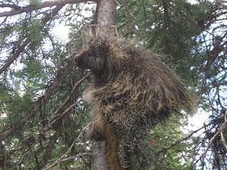 Came across this critter on the hike back from Obstruction Peak along a trail in the Fall River drainage.  We stared at each other for awhile, and then he figured that maybe he should climb a tree...  :-)