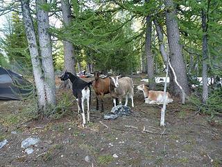 Pack goats off-duty