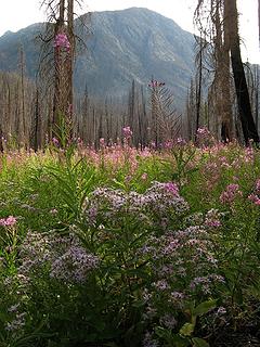 Asters & Fireweed
