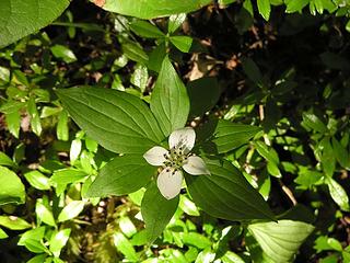 Bunchberry - dwarf dogwood