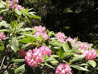 Butterfly on Rhodies