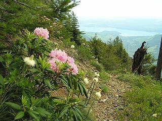Rhodies and Bear Grass - Hood Canal in background