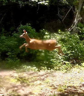 NP Trail passing deer