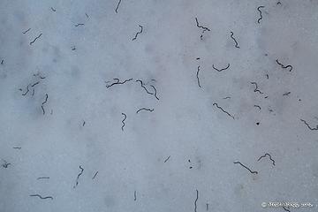 Ice worms. These cool critters only come out to the surface of the glaciers in the evening and morning.
