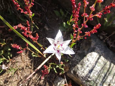 Lyall's Mariposa Lily on Dirtyface Mountain