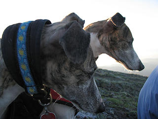 Whippets are always game for treats