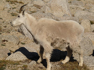 Goat posing