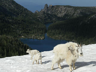 Goats and Shield Lk.