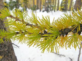 Larch branch with ice and snow