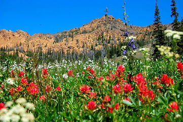 Flowers in Bean Creek Basin.