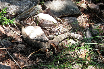 The snake was right on the trail at 4500ft...  I moved him off with a hiking pole...  :-)
