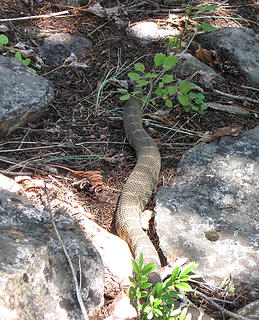 Rattlesnake on trail at 4500ft...