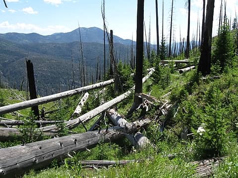 Trail climbs thru old burn area to Hunters Camp