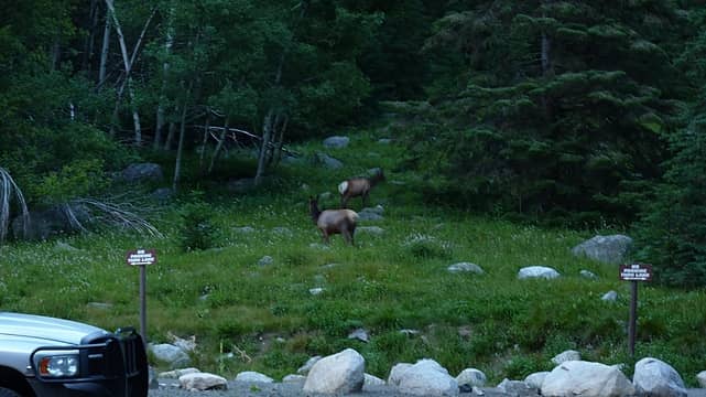 Trailhead elk
