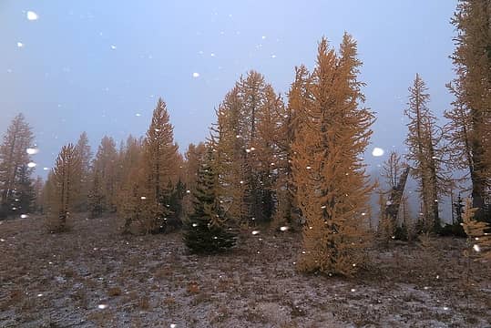 snowing on the meadow